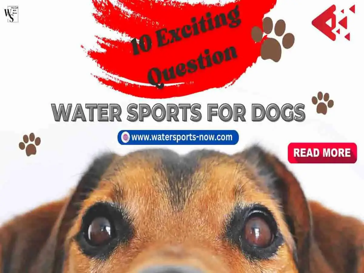 Water Sports For Dogs 10 Fun And Exciting Questions
